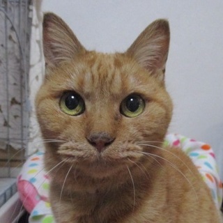 遺棄されても人を信じてる健気な「おこわちゃん」