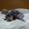 ブルーボタンインコひな（手乗り用）