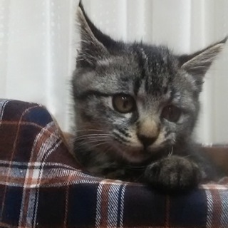 生後２ヶ月ほどのかわいいオス猫ちゃんです