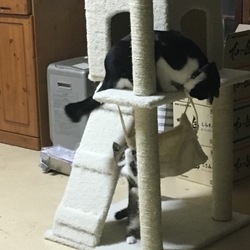 ネコツリー*\(^o^)/*