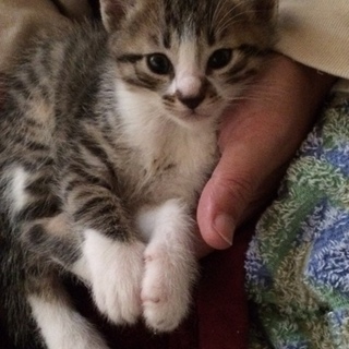 とても可愛い猫ちゃん５匹中、残り１匹となりました。