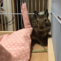 ポテチ