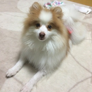 里親決定しました。