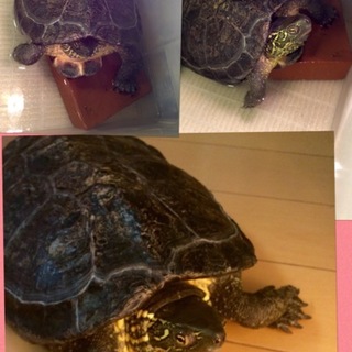 里親募集いたします。クサガメ♀デカコ