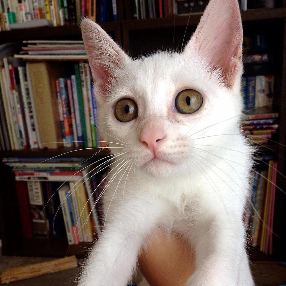 ヒメのカバー写真