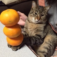 ルル