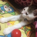生後2カ月になる子猫