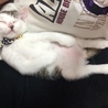 生後2カ月になる子猫 サムネイル2