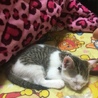 生後2カ月になる子猫 サムネイル3