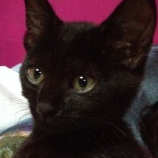 可愛いメスの黒猫