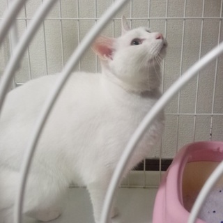 甘えん坊のオッドアイ