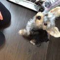 ヨークシャテリアの仔犬です！