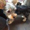 ヨークシャテリアの仔犬です！ サムネイル2