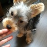 ヨークシャテリアの仔犬です！ サムネイル3