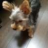 ヨークシャテリアの仔犬です！ サムネイル4