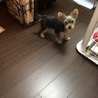 ヨークシャテリアの仔犬です！ サムネイル5