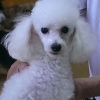 岩永　ここなっつ