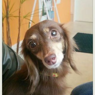 ☆こはく☆里親さま決定☆