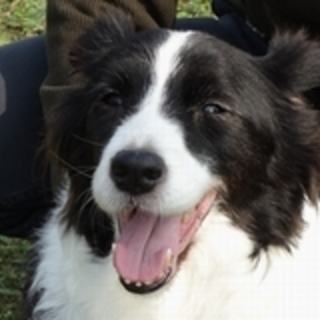 ボーダーコリーベス♀