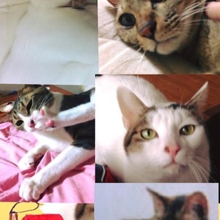 里親募集！甘えん坊の猫ちゃん達です