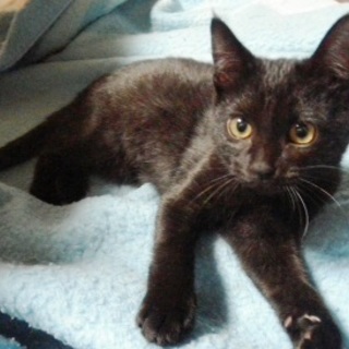 ワルツちゃん　とっても元気な女の子です