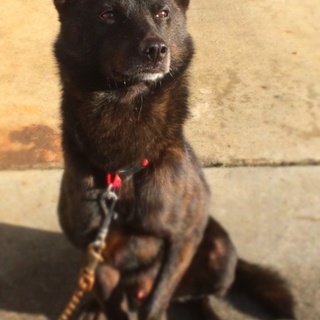 とてもおとなしい、小さな甲斐くん