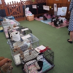 岐阜県各務原市で譲渡会をします！