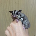モモンガ♀離乳期