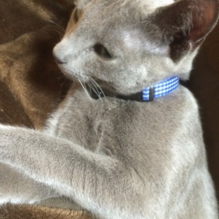 ロシアンブルーの男の子 血統書つき 1歳3カ月