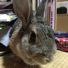 まかろに。