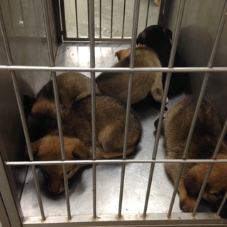 下津井犬シェパード系MIX鼻黒一族の子犬です！