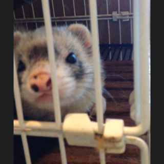 里親さん募集！フェレット4匹 交渉中