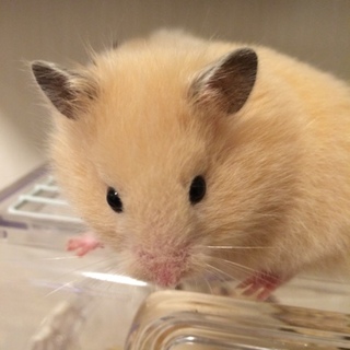 長毛のハムスターです！メス3匹オス1匹新潟より