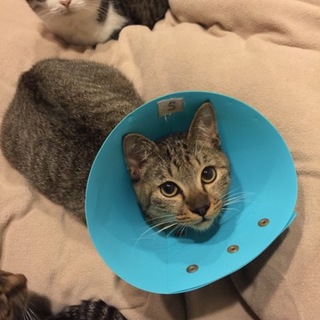 【島根県より】松江城で保護したツナ君