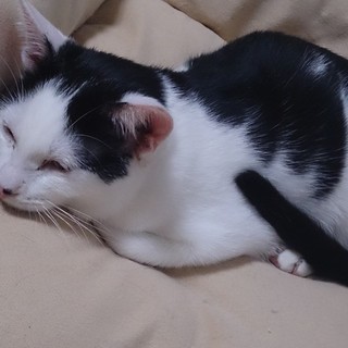 【至急！！】ハチワレ◆男の子