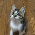 この子たちの家族になって下さい