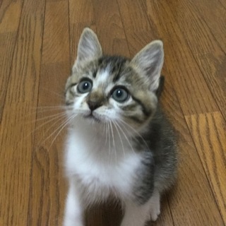 この子たちの家族になって下さい