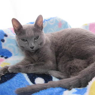 ☆ロシアンブルーの女の子です☆