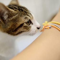 ねこけん里親会☆落合会場 サムネイル2