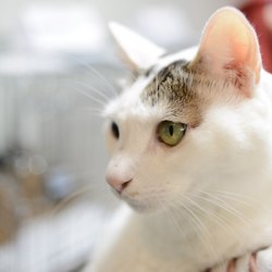 ねこけん里親会☆落合会場 サムネイル1