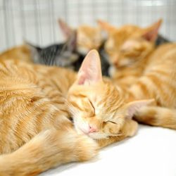 ねこけん里親会☆落合会場 サムネイル3