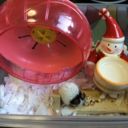 「誠ちゃんのケージ（手作り？）」サムネイル2