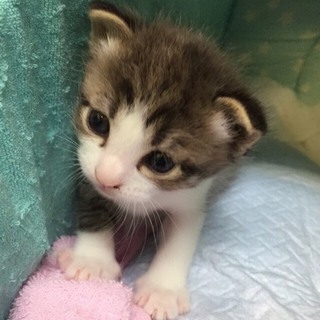 グレーのトラ柄ニャンコ