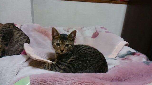 小顔でシャイで甘えっこのｷｼﾞﾄﾗ兄弟その２です♪ サムネイル2