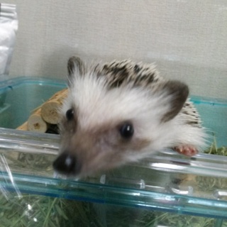 ハリネズミ オス 里親募集