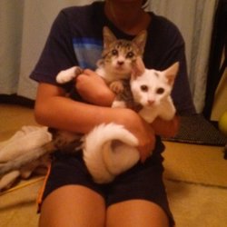 「子猫が仲間入り」サムネイル1