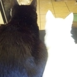 「子猫が仲間入り」サムネイル2