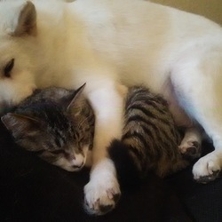 「子猫が仲間入り」サムネイル3