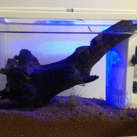 ミナミヌマエビ