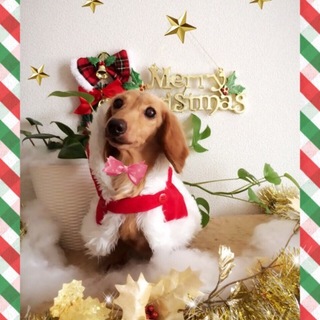 Mダックス・ハートちゃんはお利口な２才の女の子